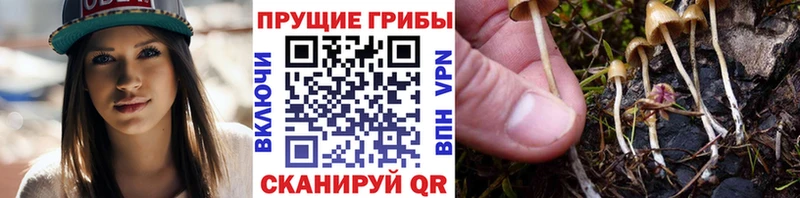 Купить закладки  Шахунья  Псилоцибиновые грибы мухоморы 